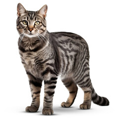 Cat on transparent png background