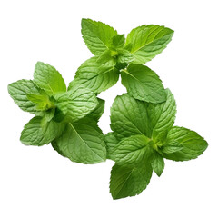 Mint leaves on transparent png background