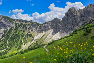 Flowered meadow with blue sky in front of mountain range landscape