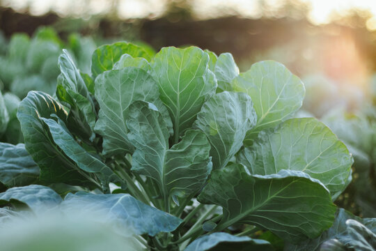 white cabbage cultivation on a farm for business, in the fields, care
