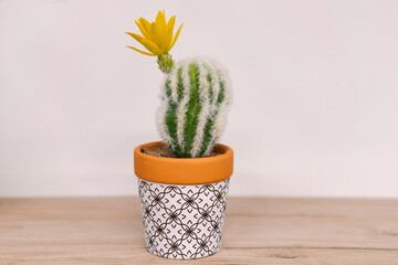 blooming cactus in a flower pot stands on a shelf, minimalist home decor