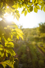 Leaves in the sunset, an arch of leaves