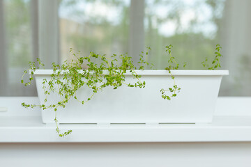 Fototapeta na wymiar Fragrant young shoots of thyme in a flower pot stands on the window