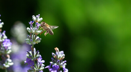 Fototapeta na wymiar European honey bee (Apis mellifera) on a lavender flower