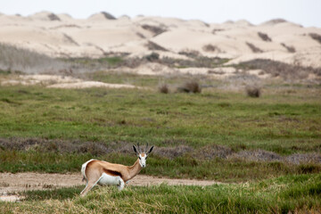Naklejka na ściany i meble springbok in the namib desert near Walvis bay, Namibia