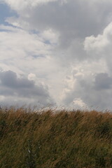 Obraz na płótnie Canvas A field of grass and clouds