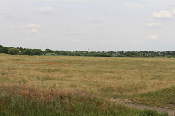 Fototapeta premium A field with grass and trees