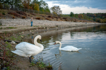 White swan onlake shore. Swan on beach. Swan on shore