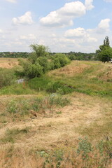 A grassy field with trees and bushes