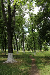 A path through a forest