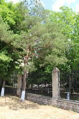 A tree with a fence around it