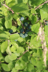 A close-up of some grapes