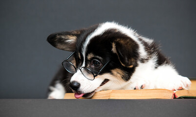 puppy in reading glasses is sad