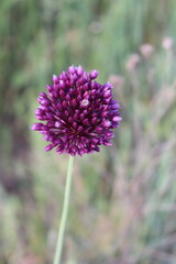 A purple flower on a plant