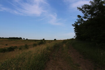 Obraz premium A dirt road with grass and trees