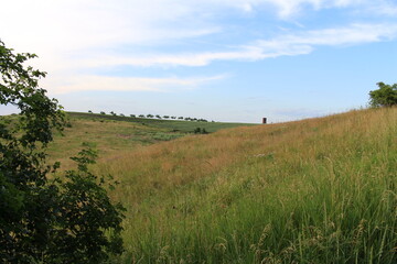 A grassy field with trees