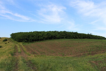 Fototapeta premium A field with grass and trees