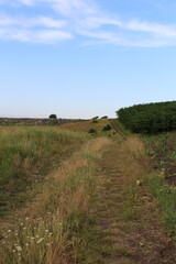 Fototapeta premium A grassy field with trees in the background