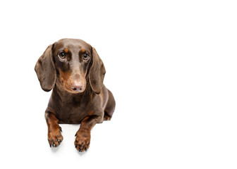 Curious dachshund dog lying down isolated on white background