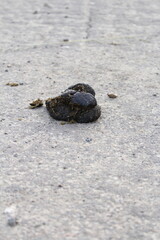 A turtle on the ground