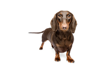 Happy dachshund dog standing tail wagging isolated on white background
