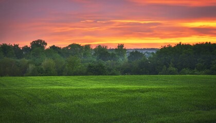 Green wheat field with a beautiful morning sky and a technological track. Treatment of wheat fields with herbicides. Concept of farming.