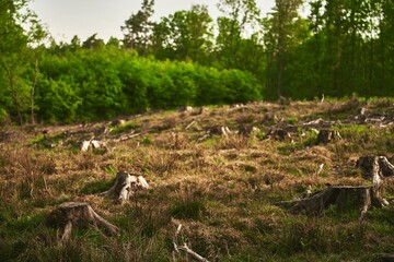 Deforestation is a threat to the environment and sustainability. The stumps of the cut-down trees. Damage caused by human activities