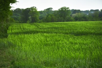 Agricultural land under a beautiful sky at sunrise. Rural areas and countryside in the morning.