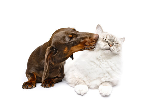 Dachshund dog kissing ragdoll cat lying isolated on white studio background best friends