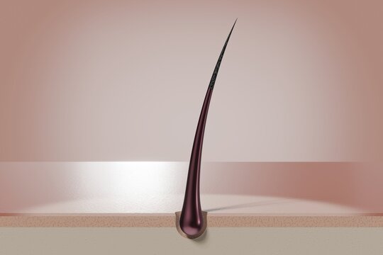 Single hair follicle - 3D illustration