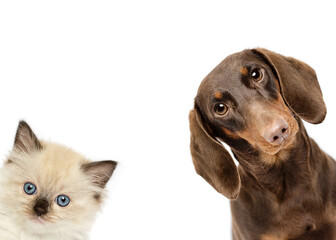 Dachshund dog and ragdoll kitten cat close up peeking isolated on white studio background best...