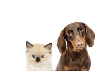 Dachshund dog and ragdoll kitten cat close up peeking isolated on white studio background best...