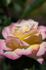 Fototapeta premium close up of pink rose. Pink rose. Rose in the garden. Yellow rose. Background. Wallpaper. Pink. Plants. Rose petals. Blooming rose. A rose bloomed in the garden. Bloom. Yellowy. Leaves. Rosebud