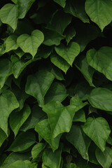 green leaves background. Catalpa. Green leaves of catalpa. Background. Wallpaper. Plants. Bloom. Petals. Leaves. Green background.