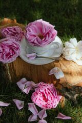 A cup with a rose. Roses. Still life. Breakfast. Morning. Tea drinking. Roses in the garden. Pink roses. Tea ceremony with roses. Rose tea. Green grass. Log. Firewood. White cup.  Roses on a table
