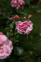 Pink rose in garden. Pink rose. Rose in the garden. Green background. Background. Wallpaper. Pink. Plants. Rose petals.