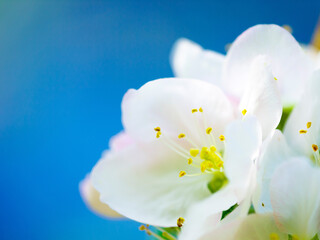 Spring, space and garden with flower in nature for ecology, growth and peace on blue sky mockup....