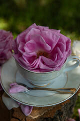 A cup with a rose. Roses. Still life. Breakfast. Morning. Tea drinking. Roses in the garden. Pink roses. Tea ceremony with roses. Rose tea. Green grass. Log. Firewood. White cup. Roses on a tree deck.