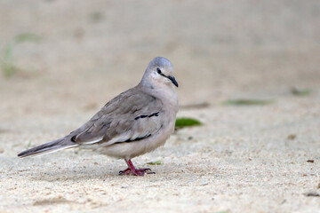Obraz na płótnie Canvas Picui Ground-Dove (Columbina picui) perched on the ground