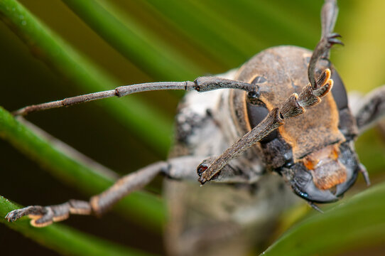grasshopper on a leaf