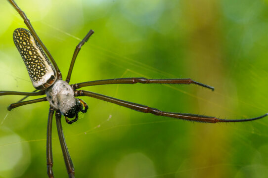 spider on a leaf