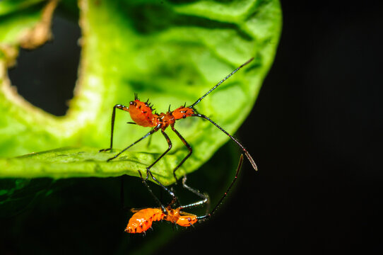 spider on a leaf