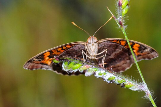 butterfly on a flower