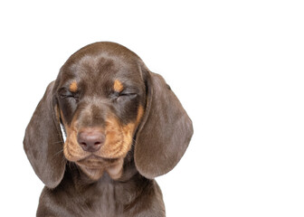 Dachsund puppy dog sleeping close up isolated on white studio background copy space