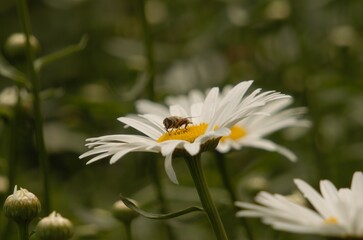white daisy flower with bee