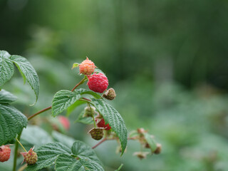 Raspberries hanging on a raspberry bush branch