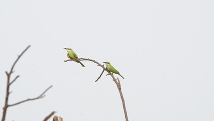 two love birds on the same tree branch 