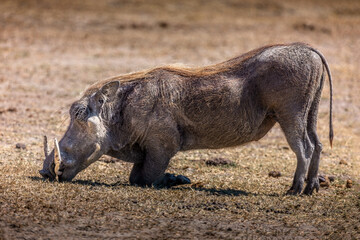 Kneeing warthog in the grasslands. of the Arusha National Park, Tanzania