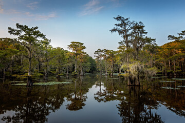 The beauty of the trees in the wetland of the Caddo Lake State Park, Texas