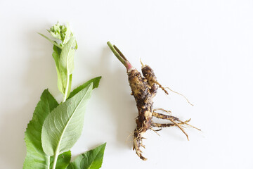 Root, yellow flowers of the medicinal plant inula helenium. Useful herb elecampane inula in medicine, folk therapy, and cosmetology.